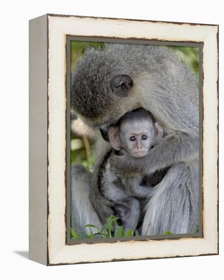 Infant Vervet Monkey (Chlorocebus Aethiops), Kruger National Park, South Africa, Africa-null-Framed Premier Image Canvas