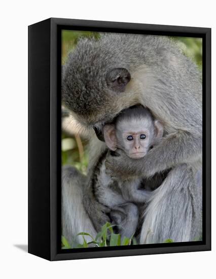 Infant Vervet Monkey (Chlorocebus Aethiops), Kruger National Park, South Africa, Africa-null-Framed Premier Image Canvas