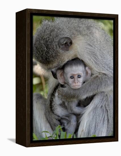 Infant Vervet Monkey (Chlorocebus Aethiops), Kruger National Park, South Africa, Africa-null-Framed Premier Image Canvas