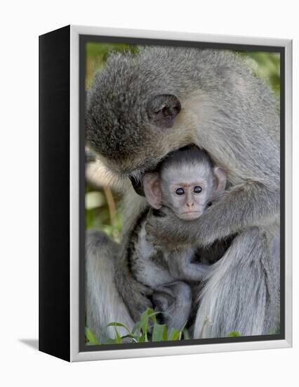 Infant Vervet Monkey (Chlorocebus Aethiops), Kruger National Park, South Africa, Africa-null-Framed Premier Image Canvas