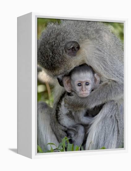 Infant Vervet Monkey (Chlorocebus Aethiops), Kruger National Park, South Africa, Africa-null-Framed Premier Image Canvas