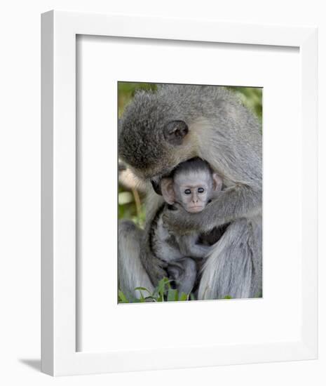 Infant Vervet Monkey (Chlorocebus Aethiops), Kruger National Park, South Africa, Africa-null-Framed Photographic Print