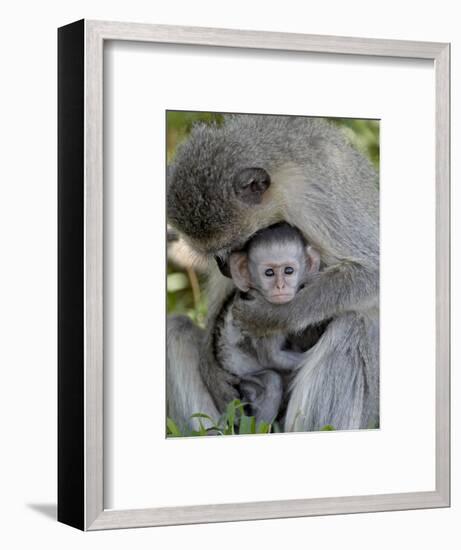 Infant Vervet Monkey (Chlorocebus Aethiops), Kruger National Park, South Africa, Africa-null-Framed Photographic Print