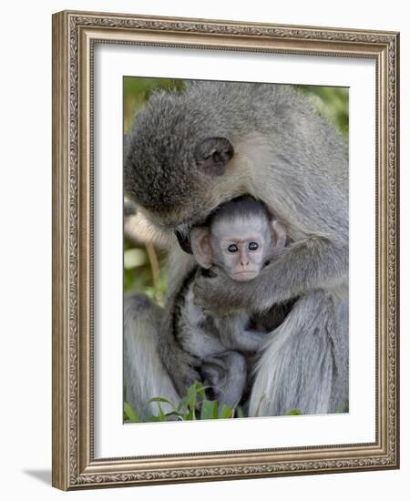 Infant Vervet Monkey (Chlorocebus Aethiops), Kruger National Park, South Africa, Africa-null-Framed Photographic Print