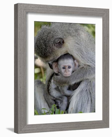 Infant Vervet Monkey (Chlorocebus Aethiops), Kruger National Park, South Africa, Africa-null-Framed Photographic Print