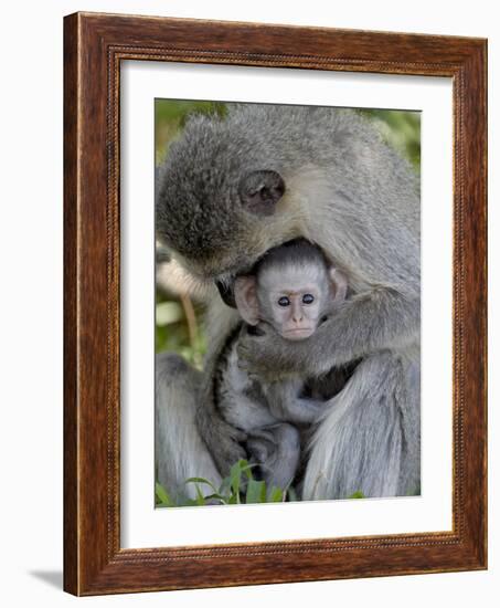 Infant Vervet Monkey (Chlorocebus Aethiops), Kruger National Park, South Africa, Africa-null-Framed Photographic Print