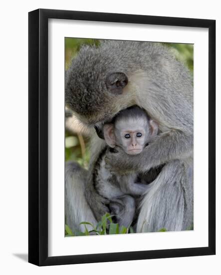 Infant Vervet Monkey (Chlorocebus Aethiops), Kruger National Park, South Africa, Africa-null-Framed Photographic Print