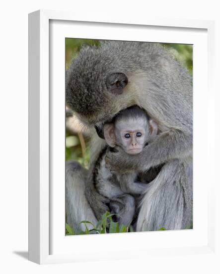 Infant Vervet Monkey (Chlorocebus Aethiops), Kruger National Park, South Africa, Africa-null-Framed Photographic Print