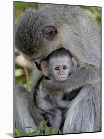 Infant Vervet Monkey (Chlorocebus Aethiops), Kruger National Park, South Africa, Africa-null-Mounted Photographic Print