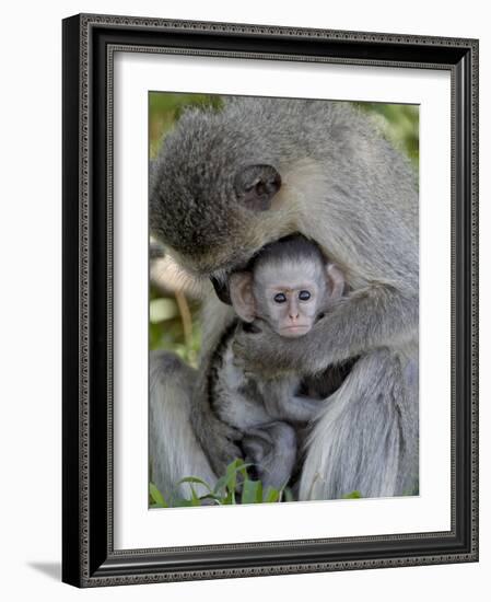 Infant Vervet Monkey (Chlorocebus Aethiops), Kruger National Park, South Africa, Africa-null-Framed Photographic Print