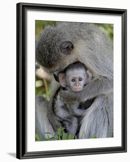 Infant Vervet Monkey (Chlorocebus Aethiops), Kruger National Park, South Africa, Africa-null-Framed Photographic Print