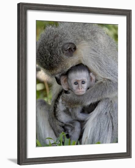 Infant Vervet Monkey (Chlorocebus Aethiops), Kruger National Park, South Africa, Africa-null-Framed Photographic Print