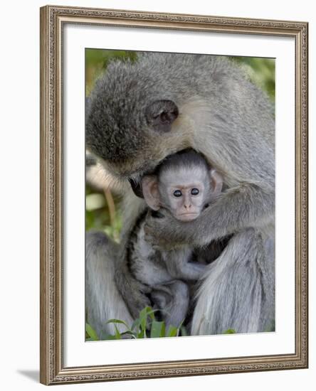 Infant Vervet Monkey (Chlorocebus Aethiops), Kruger National Park, South Africa, Africa-null-Framed Photographic Print