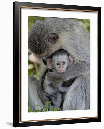 Infant Vervet Monkey (Chlorocebus Aethiops), Kruger National Park, South Africa, Africa-null-Framed Photographic Print