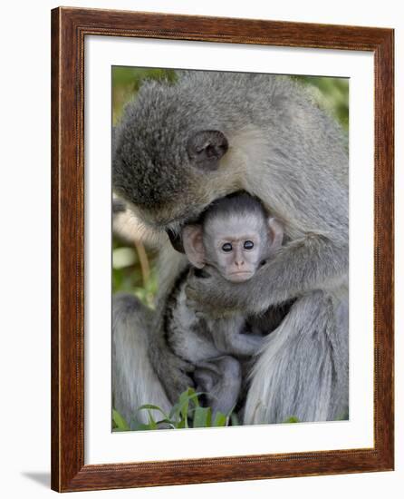 Infant Vervet Monkey (Chlorocebus Aethiops), Kruger National Park, South Africa, Africa-null-Framed Photographic Print