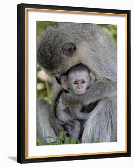 Infant Vervet Monkey (Chlorocebus Aethiops), Kruger National Park, South Africa, Africa-null-Framed Photographic Print