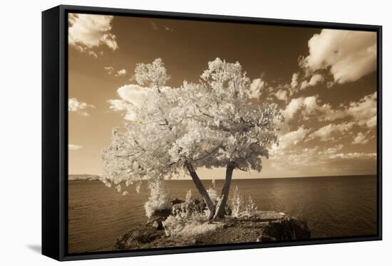 Infared Photography-Monte Nagler-Framed Stretched Canvas