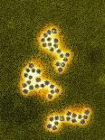 Norovirus Particles, TEM-Infections Centre-Laminated Photographic Print