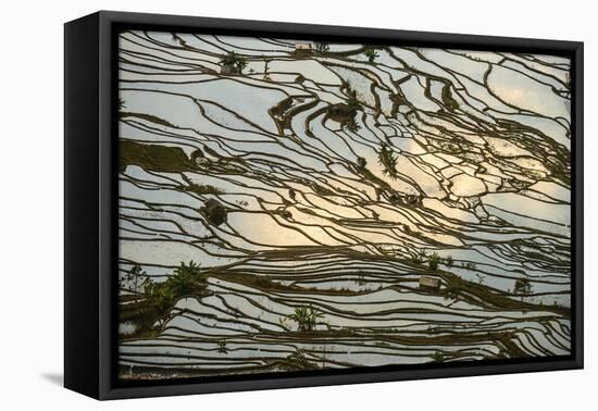 Infinite Rice Fields at Laohuzui Aka Tiger Mouth in Yuanyang, China-John Crux-Framed Premier Image Canvas