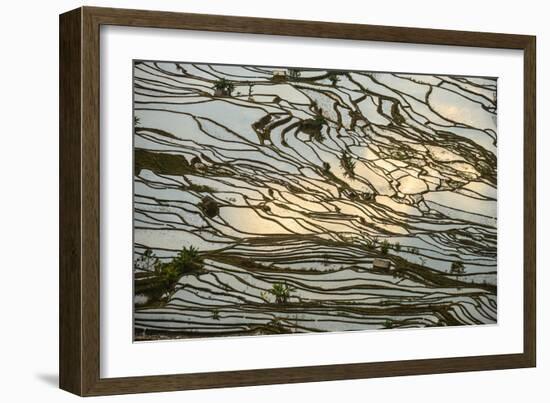 Infinite Rice Fields at Laohuzui Aka Tiger Mouth in Yuanyang, China-John Crux-Framed Photographic Print