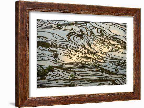 Infinite Rice Fields at Laohuzui Aka Tiger Mouth in Yuanyang, China-John Crux-Framed Photographic Print