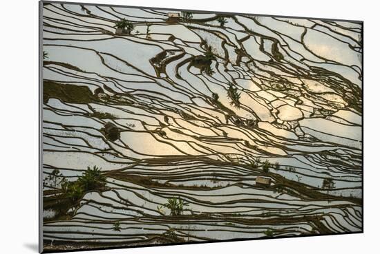 Infinite Rice Fields at Laohuzui Aka Tiger Mouth in Yuanyang, China-John Crux-Mounted Photographic Print