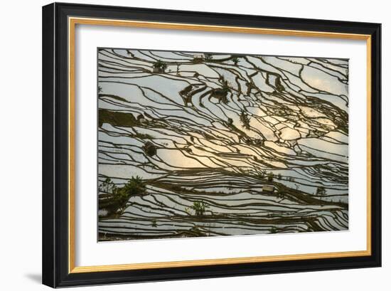 Infinite Rice Fields at Laohuzui Aka Tiger Mouth in Yuanyang, China-John Crux-Framed Photographic Print