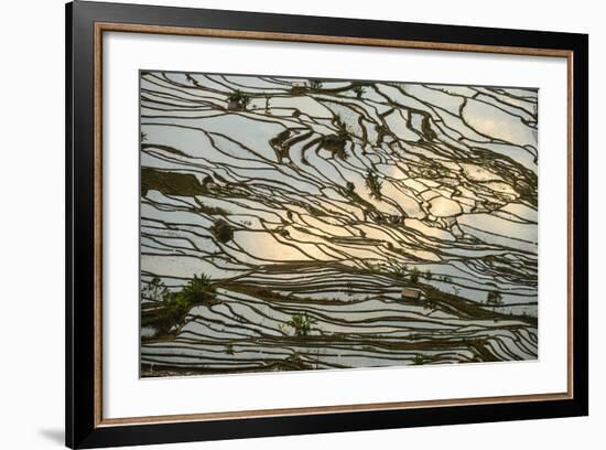 Infinite Rice Fields at Laohuzui Aka Tiger Mouth in Yuanyang, China-John Crux-Framed Photographic Print