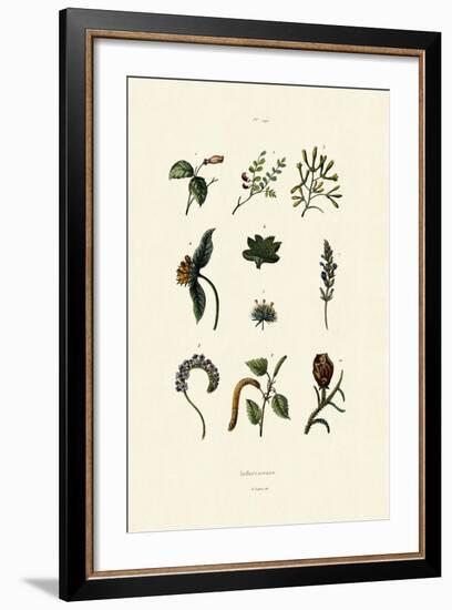 Inflorescence, 1833-39-null-Framed Giclee Print