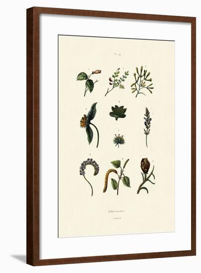 Inflorescence, 1833-39-null-Framed Giclee Print