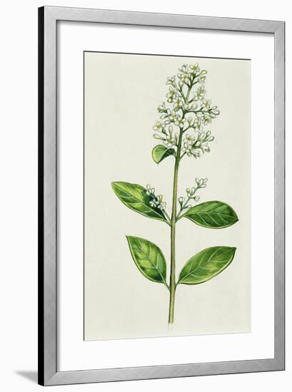 Inflorescence Corncob-null-Framed Giclee Print