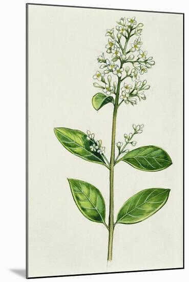 Inflorescence Corncob-null-Mounted Giclee Print