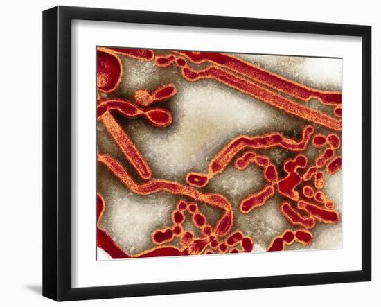 Influenza a Virus Particles, TEM-Ami Images-Framed Photographic Print