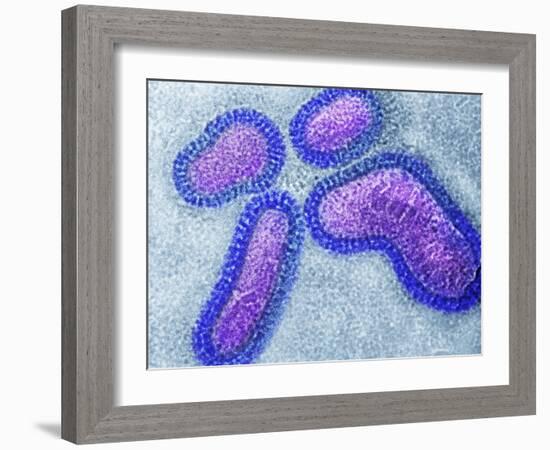 Influenza Virus Particles, TEM-NIBSC-Framed Photographic Print