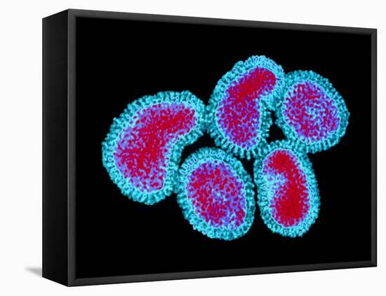 Influenza Viruses-Dr. Linda Stannard-Framed Premier Image Canvas