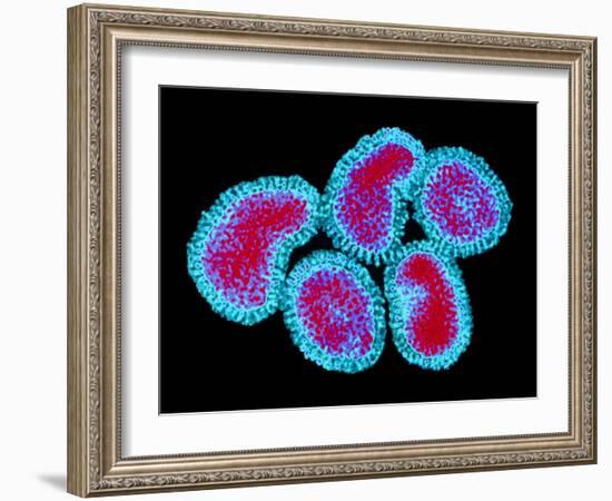 Influenza Viruses-Dr. Linda Stannard-Framed Photographic Print