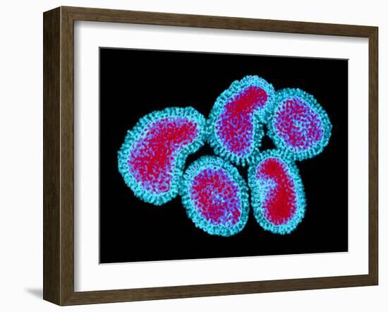 Influenza Viruses-Dr. Linda Stannard-Framed Photographic Print