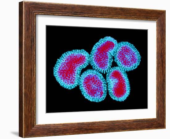 Influenza Viruses-Dr. Linda Stannard-Framed Photographic Print