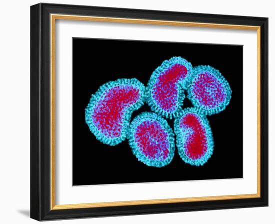 Influenza Viruses-Dr. Linda Stannard-Framed Photographic Print