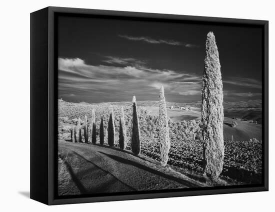 Infra Red Black and White View of Drive Lined with Cypress Trees, San Quirico D'Orcia, Tuscany, Ita-Adam Jones-Framed Premier Image Canvas