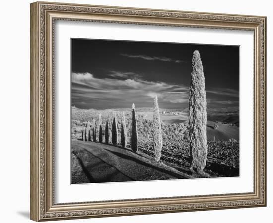 Infra Red Black and White View of Drive Lined with Cypress Trees, San Quirico D'Orcia, Tuscany, Ita-Adam Jones-Framed Photographic Print