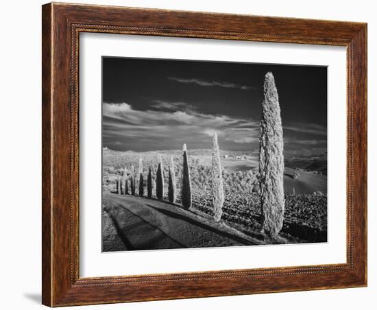 Infra Red Black and White View of Drive Lined with Cypress Trees, San Quirico D'Orcia, Tuscany, Ita-Adam Jones-Framed Photographic Print