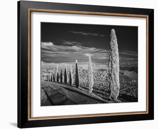 Infra Red Black and White View of Drive Lined with Cypress Trees, San Quirico D'Orcia, Tuscany, Ita-Adam Jones-Framed Photographic Print