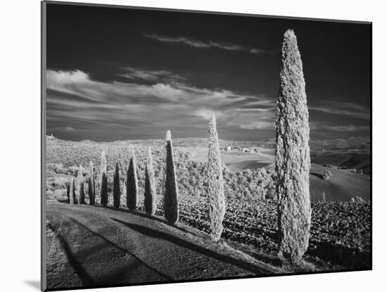 Infra Red Black and White View of Drive Lined with Cypress Trees, San Quirico D'Orcia, Tuscany, Ita-Adam Jones-Mounted Photographic Print