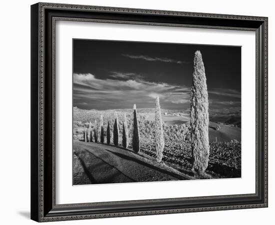 Infra Red Black and White View of Drive Lined with Cypress Trees, San Quirico D'Orcia, Tuscany, Ita-Adam Jones-Framed Photographic Print