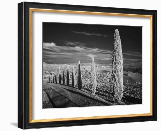 Infra Red Black and White View of Drive Lined with Cypress Trees, San Quirico D'Orcia, Tuscany, Ita-Adam Jones-Framed Photographic Print