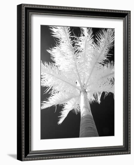 Infrared Landscape, Molokai, Hawaii, Usa-Connie Bransilver-Framed Photographic Print