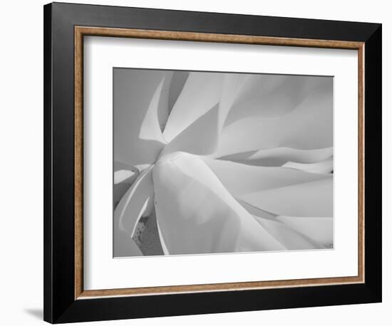 Infrared Landscape, Molokai, Hawaii, Usa-Connie Bransilver-Framed Photographic Print