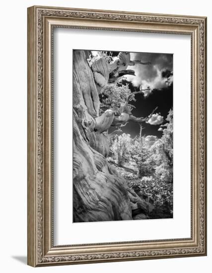 Infrared view of ancient bristlecone pines, White Mountains, California. Great Basin National Park-Adam Jones-Framed Photographic Print