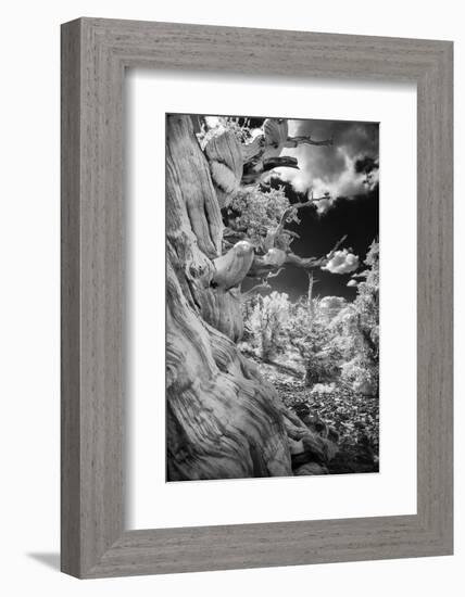 Infrared view of ancient bristlecone pines, White Mountains, California. Great Basin National Park-Adam Jones-Framed Photographic Print